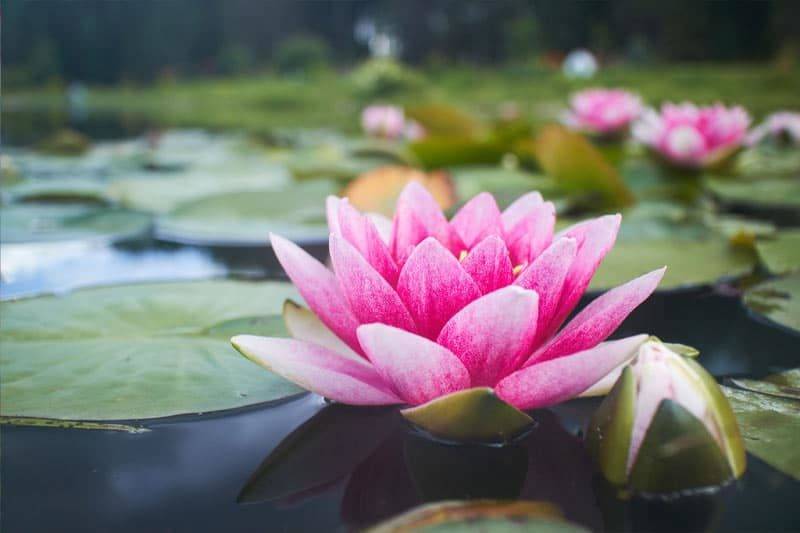  Fleur de lotus dans un étang 