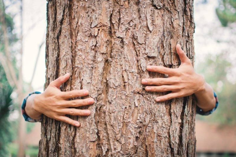 Sylvothérapie : les bienfaits des arbres sur la santé https://www.chakras-shop.com