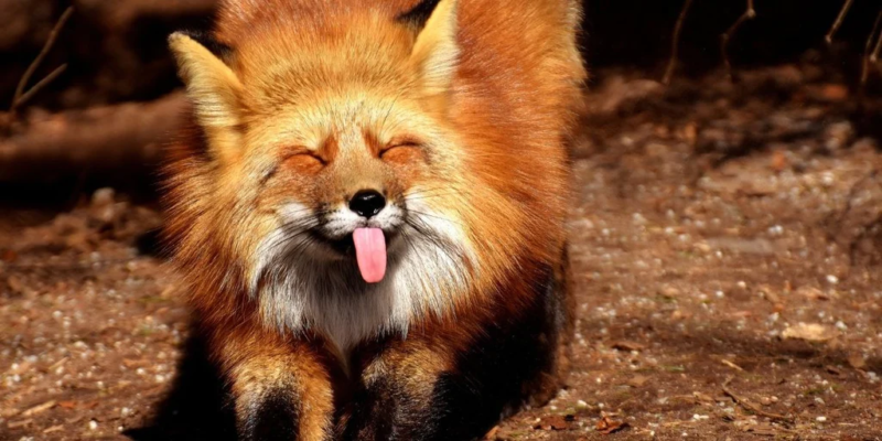 Animal Totem Renard Farceur