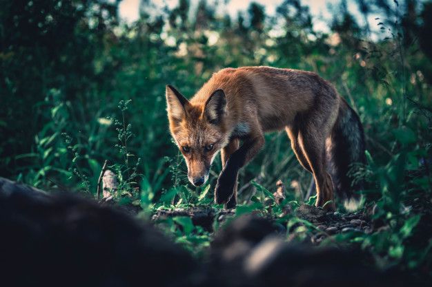 Animal Totemique Renard