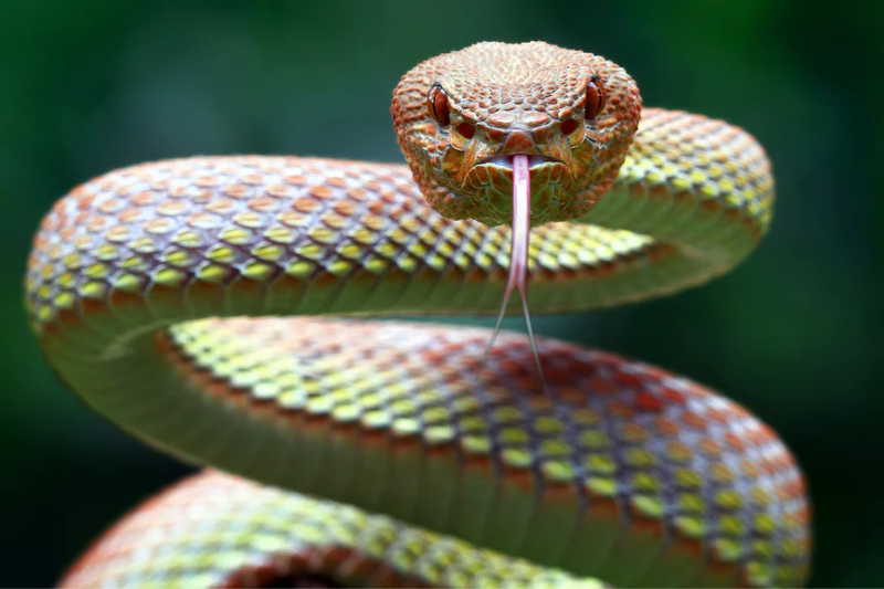 Animal Totem Serpent