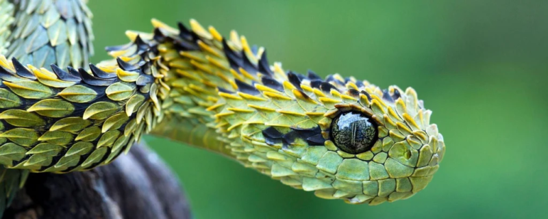 Animal Totemique Serpent