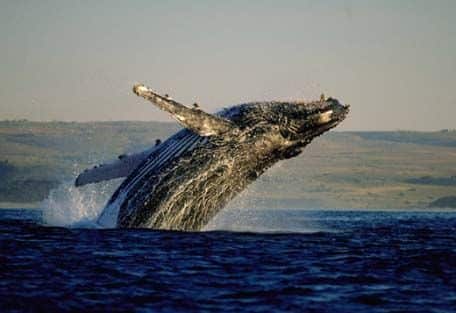 totem baleine