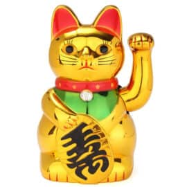 Chat Chinois Doré avec Collier sur fond blanc