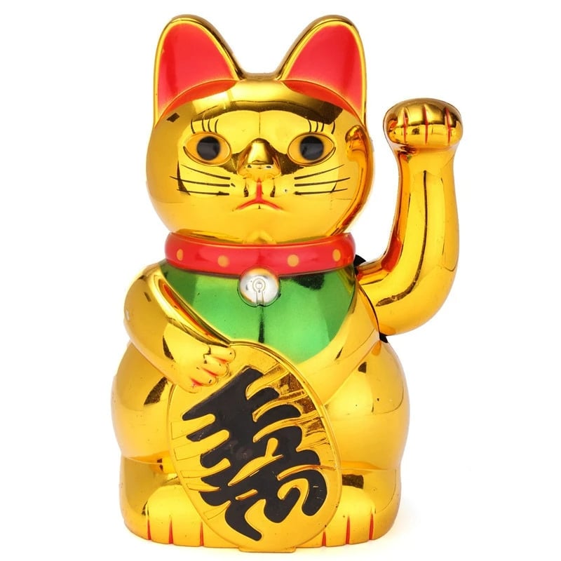 Chat Chinois Doré avec Collier sur fond blanc
